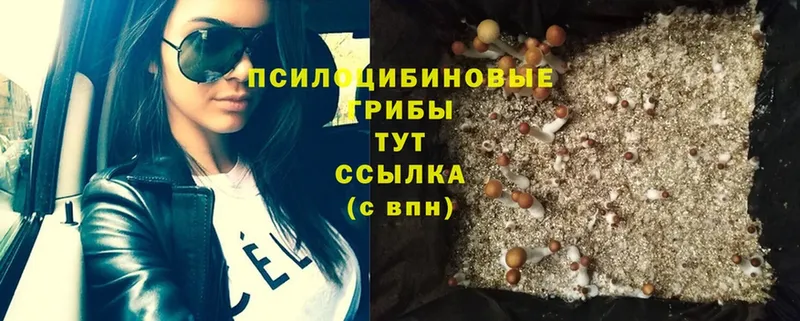 где купить наркоту  Киреевск  Псилоцибиновые грибы Magic Shrooms 